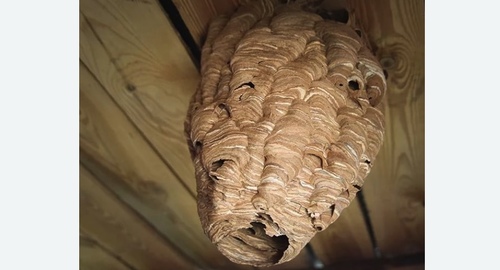 Обработка от шершней в Яропольце