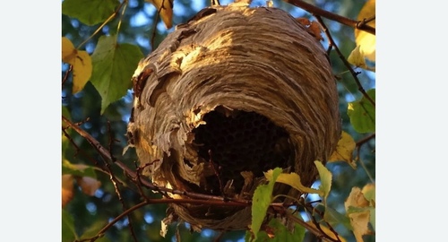 Уничтожение шершней в Яропольце