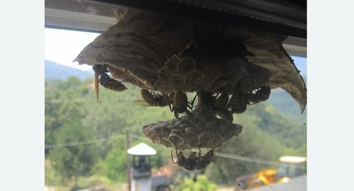 Уничтожение гнёзд шершней в Яропольце