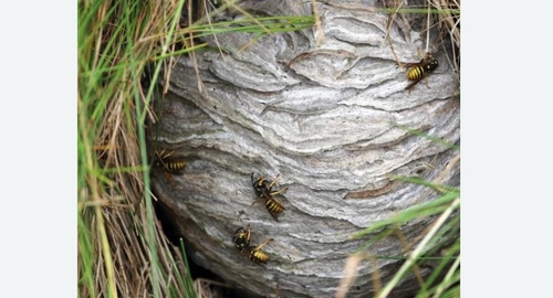 Уничтожение ос и ульев в Яропольце