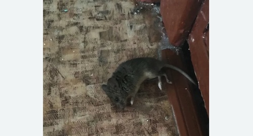 Дезинфекция от мышей в Яропольце
