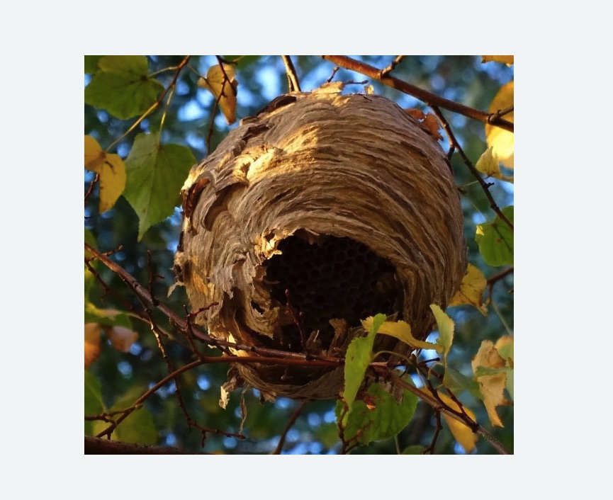 Обработка от шершней в Яропольце