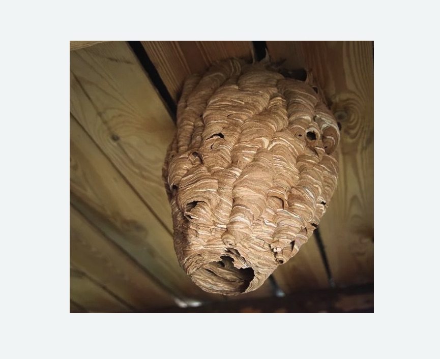 обработка от шершней в Яропольце