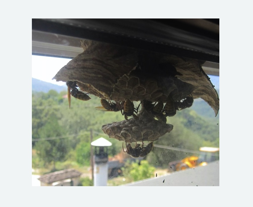 Уничтожение гнёзд шершней в Яропольце